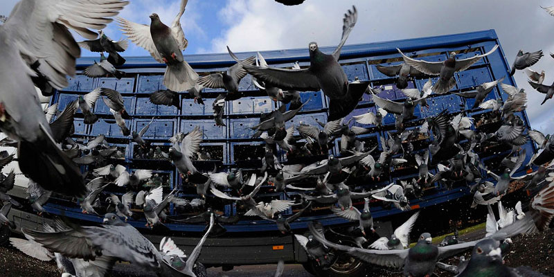 Отпугивание птичьих стай в Кыштыме от ДЕЗ-Комфорт - фото