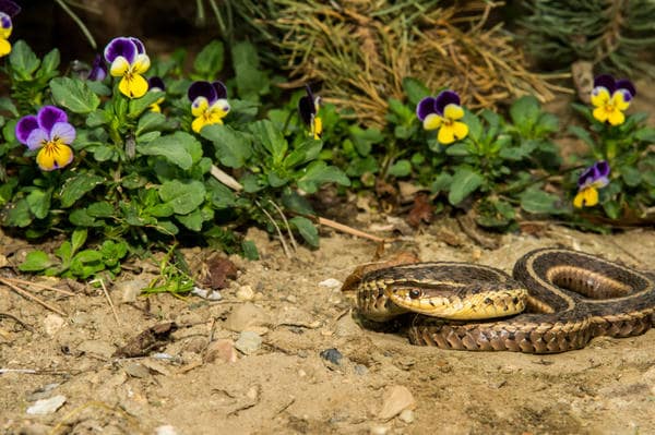Выведение и отпугивание змей в Кыштыме от ДЕЗ-Комфорт - фото